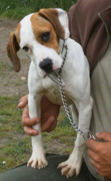 Cachorros y perritos en ADOPCION (pointer, beagle, pastor aleman...y muchos otros)