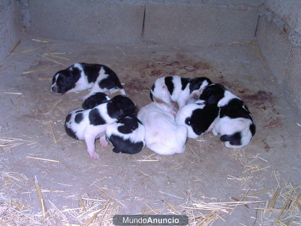 Camada de pointer