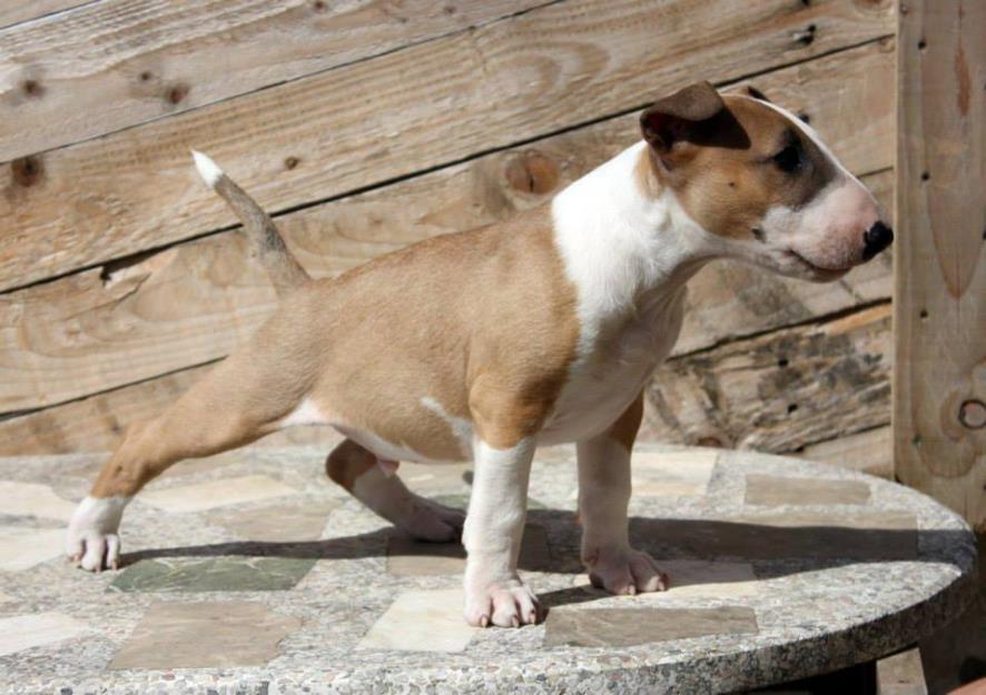 Excelente cachorro de bull terrier