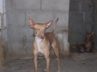 podenco andaluces - mejor precio | unprecio.es