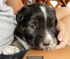REGALO cachorro de 24 dias!! - mejor precio | unprecio.es