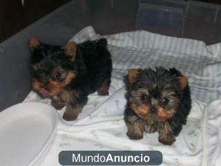 Regalo Cachorro Yorkshire Terrier