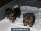 Regalo Cachorro Yorkshire Terrier - mejor precio | unprecio.es