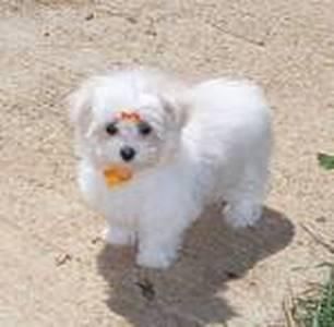 Todos nuestros bichon maltes  cachorros se entregan con: