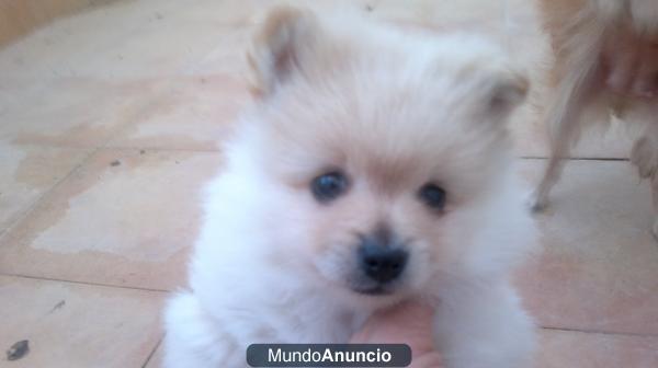 ¿Quieres un Lulú de Pomerania?