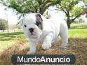 Cachorro macho bulldog francés  la adopcion ./ Valencia
