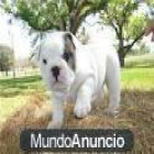 Cachorro macho bulldog francés  la adopcion ./ Valencia - mejor precio | unprecio.es