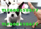BULLDOG FRANCES 345€ TLF608558677 - mejor precio | unprecio.es