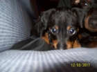CACHORRITOS MINI PINCHER BARATOS - mejor precio | unprecio.es