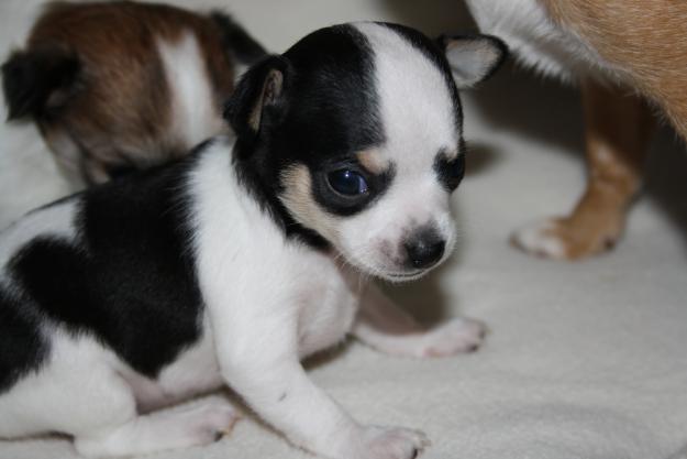 CHIHUAHUAB   ENANO   TOY   TOY