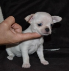 Chihuahuas preciosos - mejor precio | unprecio.es