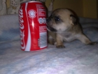 chihuahuas toys - mejor precio | unprecio.es