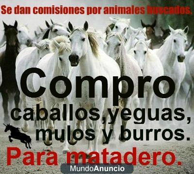 COMPRO CABALLOS,YEGUAS,MULOS Y BURROS.