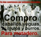 COMPRO CABALLOS,YEGUAS,MULOS Y BURROS. - mejor precio | unprecio.es