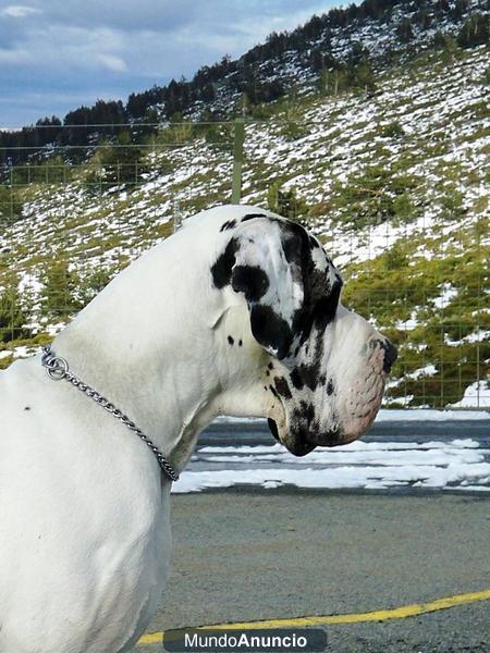 Dogo Aleman arlequin para montas