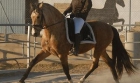 Dos caballos Frison para su adopcion - mejor precio | unprecio.es