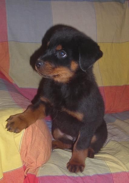 Rottweiler