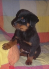 Rottweiler - mejor precio | unprecio.es