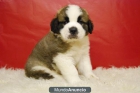 San Bernardos Preciosos Cachorros machos y hembras de calidad - mejor precio | unprecio.es