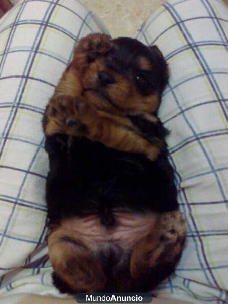 Se venden cachorros yorkshire