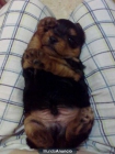 Se venden cachorros yorkshire - mejor precio | unprecio.es
