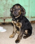 TOY BUSCA UN HOGAR!! - mejor precio | unprecio.es