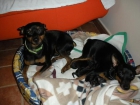 Vendo 3 cachorros pinsher miniatura (400 euros) - mejor precio | unprecio.es