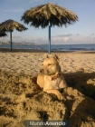 Vendo cachorros de American Stafford&Desconocido - mejor precio | unprecio.es