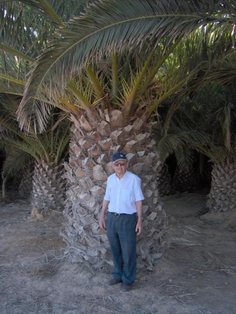 VENTA DE PALMERAS PHOENIX CANARIENSIS Y 
DATILIFERAS