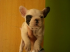 BULLDOG FRANCES CON BUENOS APLOMOS - mejor precio | unprecio.es