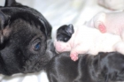 BULLDOG FRANCES preciosa camada - mejor precio | unprecio.es