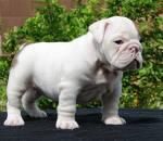BULLDOG INGLES BUSCA un gran hogar - $ 120
