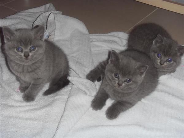 gatitos azules británicos para la adopción‏