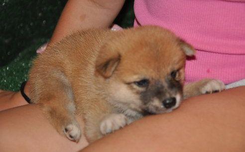 Hermosos Cachorros Shiba Inu para Rehoming