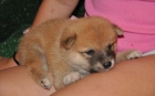 Hermosos Cachorros Shiba Inu para Rehoming - mejor precio | unprecio.es