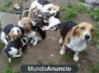 Preciosos cachorros de Beagle - mejor precio | unprecio.es