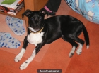 quiero dar mi perro - mejor precio | unprecio.es