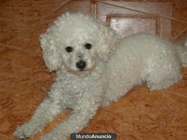 Regalo,3 caniche cachorros la adopcion