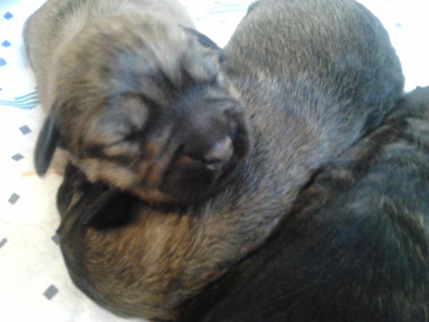 Cachorros gos d'atura catalán en venta. De Particular