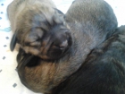 Cachorros gos d'atura catalán en venta. De Particular - mejor precio | unprecio.es