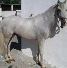 CABALLO PARA PRINCIPIANTES POR TAN SOLO 1800 € - mejor precio | unprecio.es