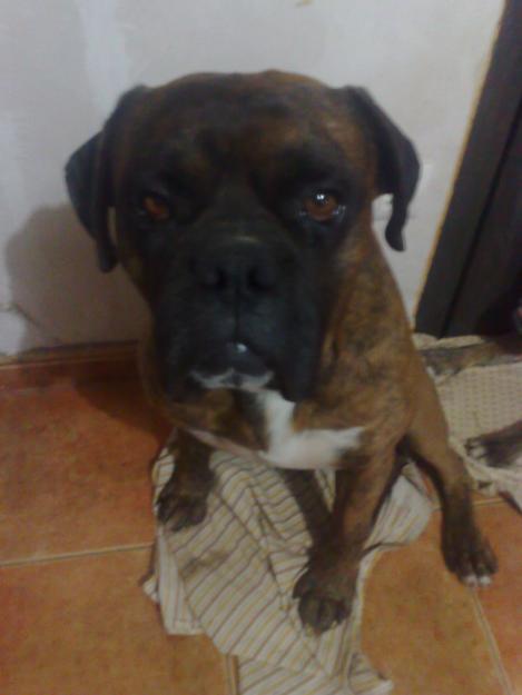 Camada Boxer Atigrado Castelldefels