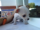CHIHUAHUAS. - mejor precio | unprecio.es
