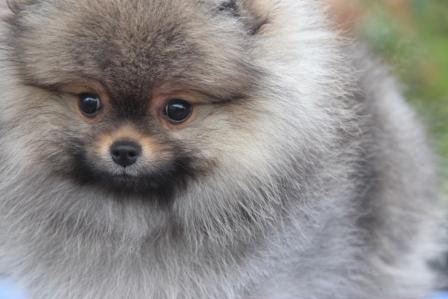 Lulu de pomerania