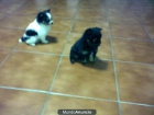 LULU DE POMERANIA CON PEDIGREE DE MULTICAMPEONES - mejor precio | unprecio.es
