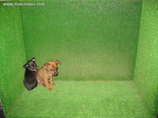 PINSCHER