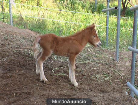 Preciosa Potrilla Poni