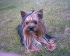 yorkshire terrier - mejor precio | unprecio.es