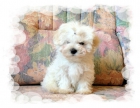 Cachorrito macho de Bichón Maltés - mejor precio | unprecio.es