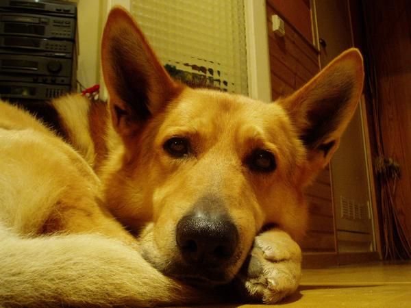Adopto perrito